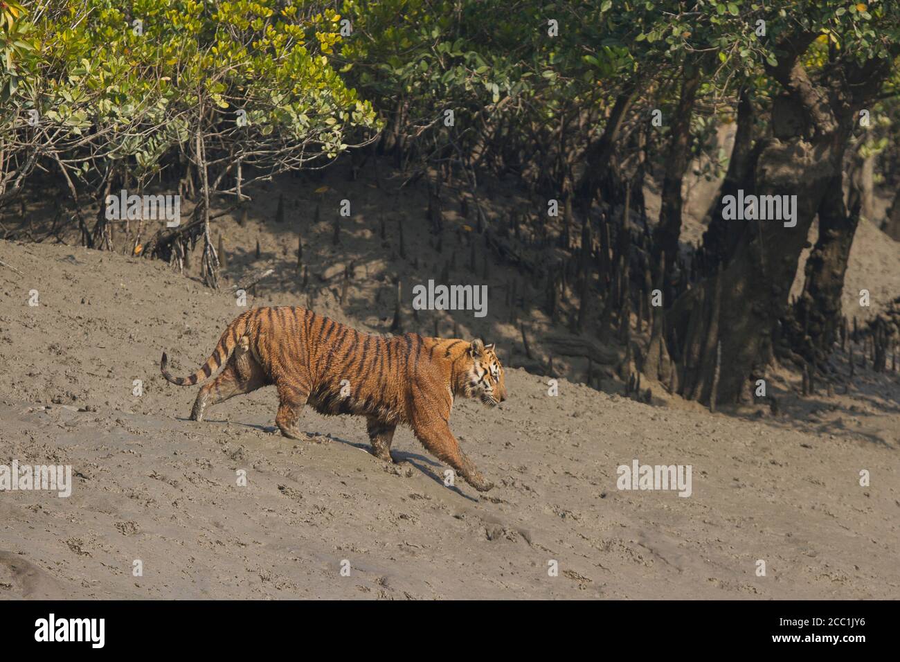 Erwachsener männlicher Tiger, der das Watt hinunter läuft, um während der Ebbe einen trockenen Kanal im Sundarban Tiger Reserve, Westbengalen, Indien zu überqueren Stockfoto