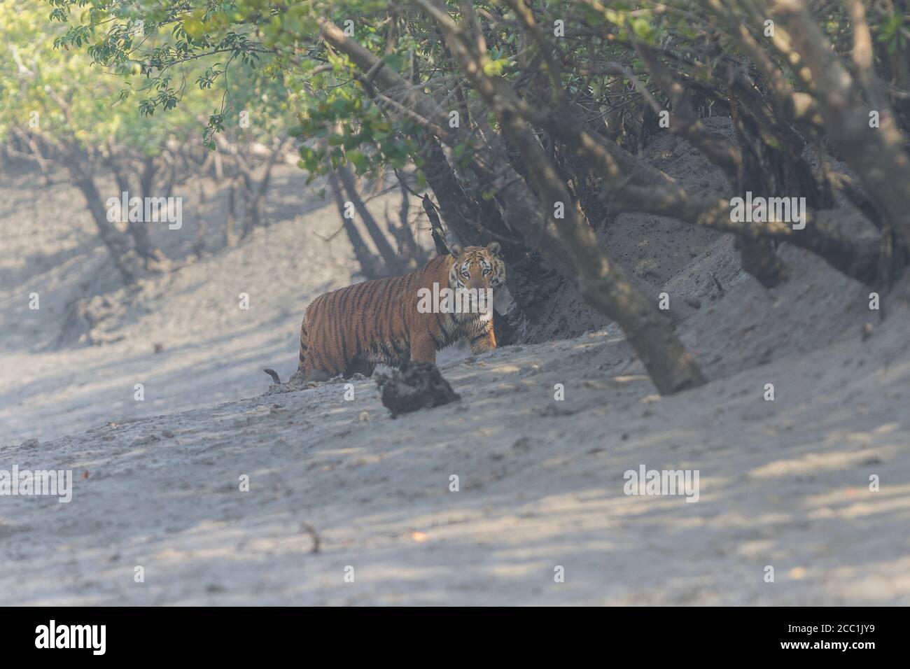 Erwachsene männliche Tiger bewegen sich in Richtung des Waldes nach der Überquerung eines trockenen Kanals während der Ebbe Bedingungen bei Sundarban Tiger Reserve, West Bengalen, Indien Stockfoto