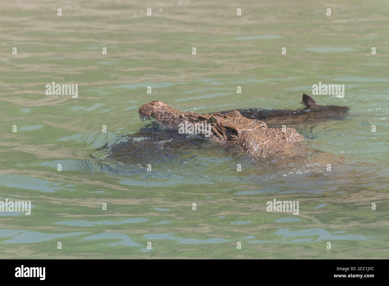 Salzwasser Krokodil Schwimmen mit einem Wildschwein töten in seinem Mund, Sundarban National Park, West Bengalen, Indien Stockfoto