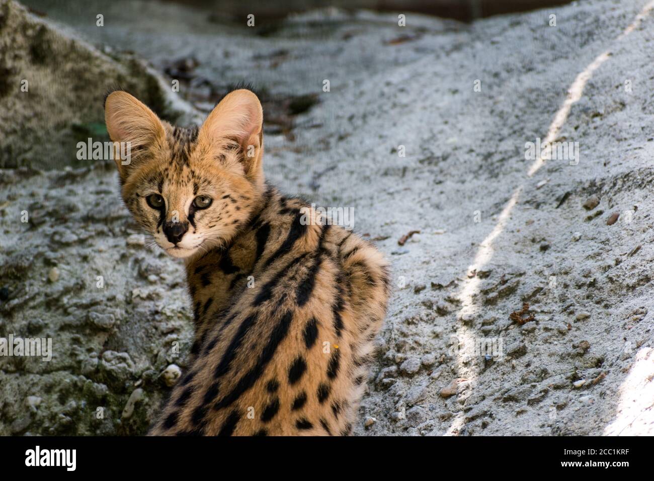 Nahaufnahme einer jungen servalen Katze Stockfoto