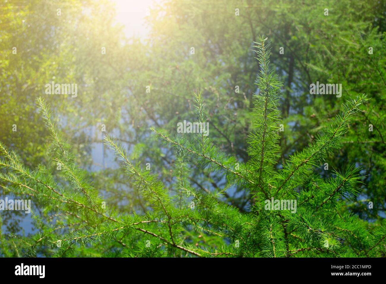 Fichtenzweig aus nächster Nähe im von Sonnenlicht beleuchteten Wald Stockfoto