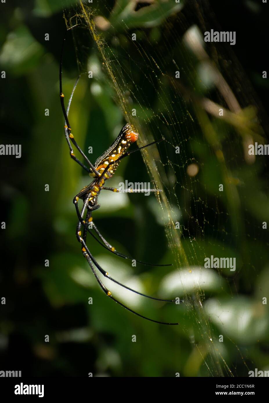 Nahaufnahme einer großen bunten Spinne und ihrem Netz Ein Wald in der Nähe von Cape D'Aguilar natürlichen Marine Reserve in Hong Kong - China Stockfoto
