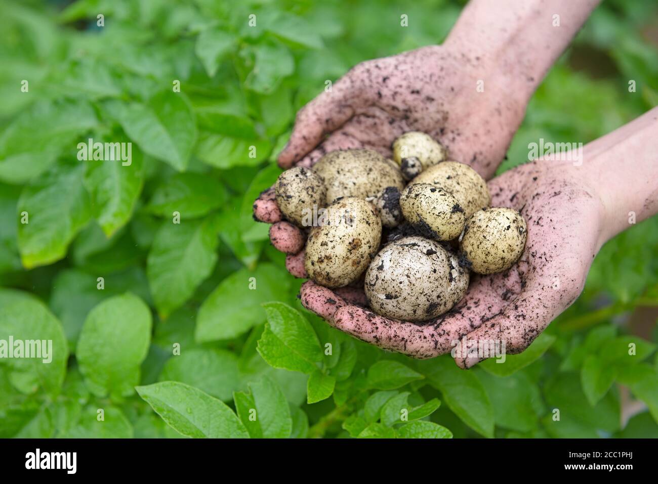 Selbst gepflanzte Saatkartoffeln, die in einem Paar jugendlicher Hände vor den leuchtend grünen Blättern der Kartoffelpflanzen gehalten werden. Vorderansicht Stockfoto