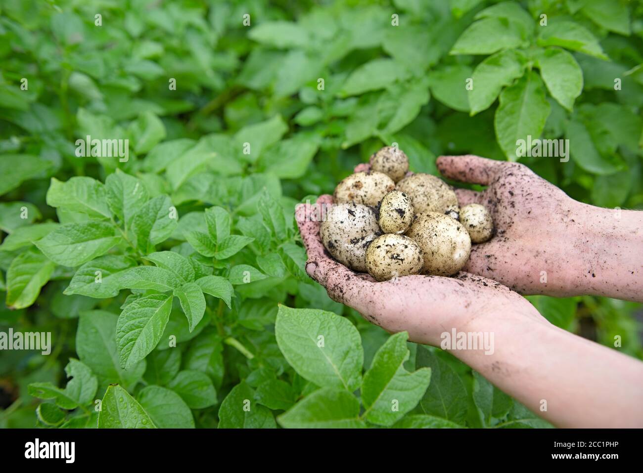 Selbst gepflanzte Saatkartoffeln, die in einem Paar jugendlicher Hände vor den leuchtend grünen Blättern der Kartoffelpflanzen gehalten werden. Hinter dem Bild Stockfoto
