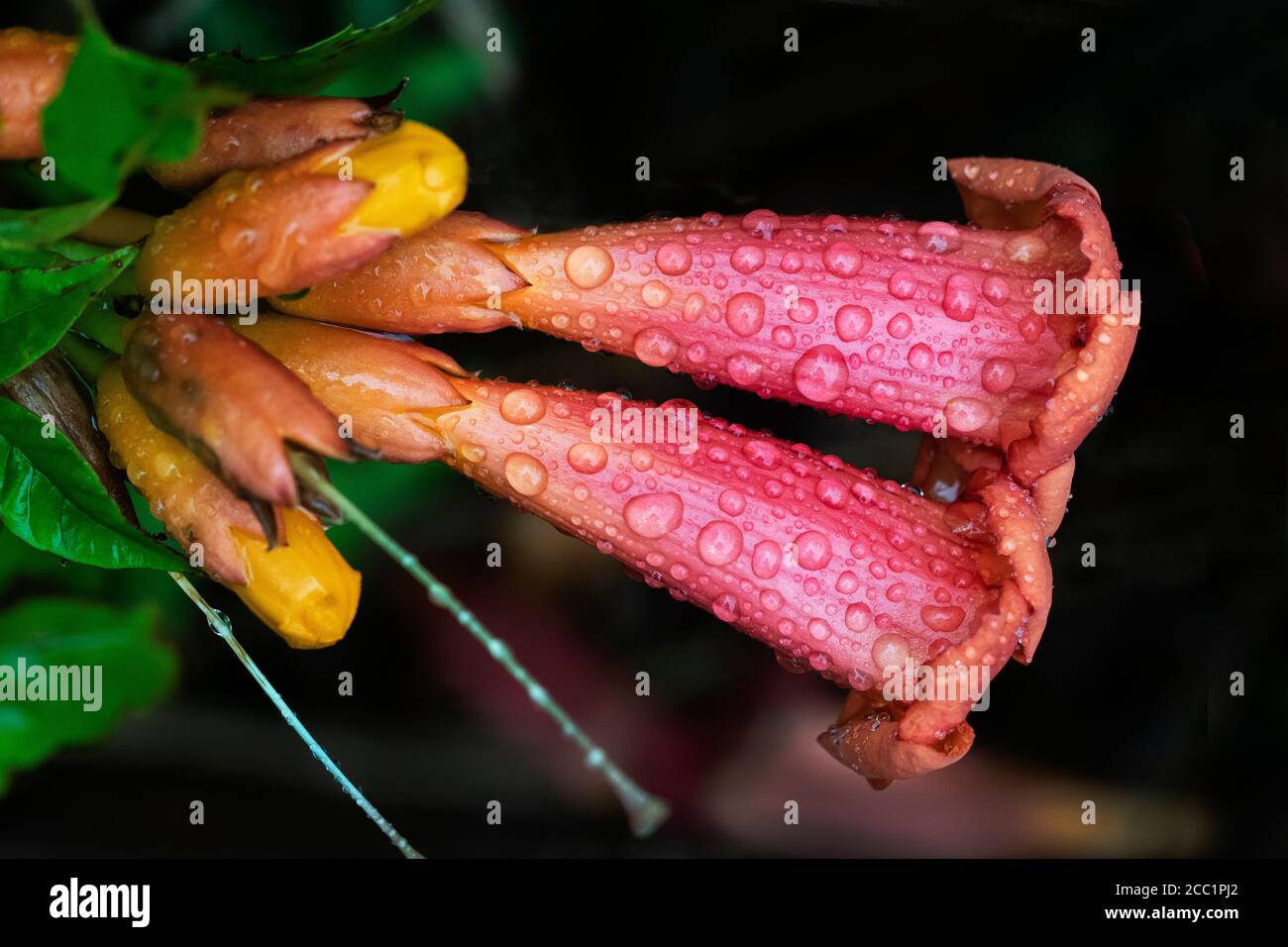 Trompete Rebe einheimischen Wildblume der östlichen Vereinigten Staaten Stockfoto