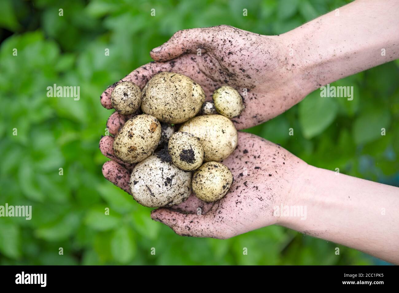Selbst gepflanzte Saatkartoffeln, die in einem Paar jugendlicher Hände vor den leuchtend grünen Blättern der Kartoffelpflanzen gehalten werden. Overhead-Ansicht. Stockfoto