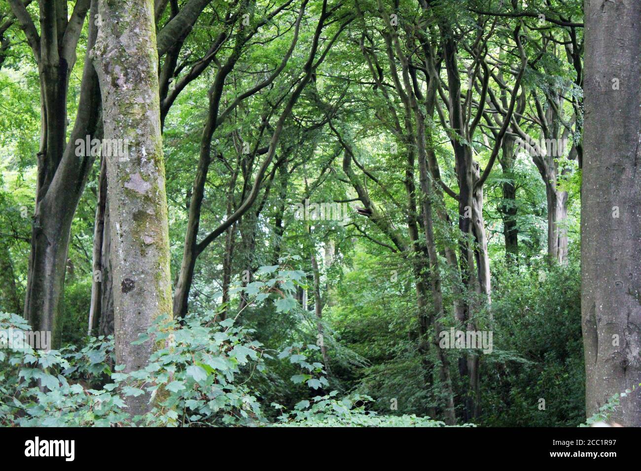 Ein Baumgürtel in einem gruseligen Wald am Tag in Smithills, England Stockfoto