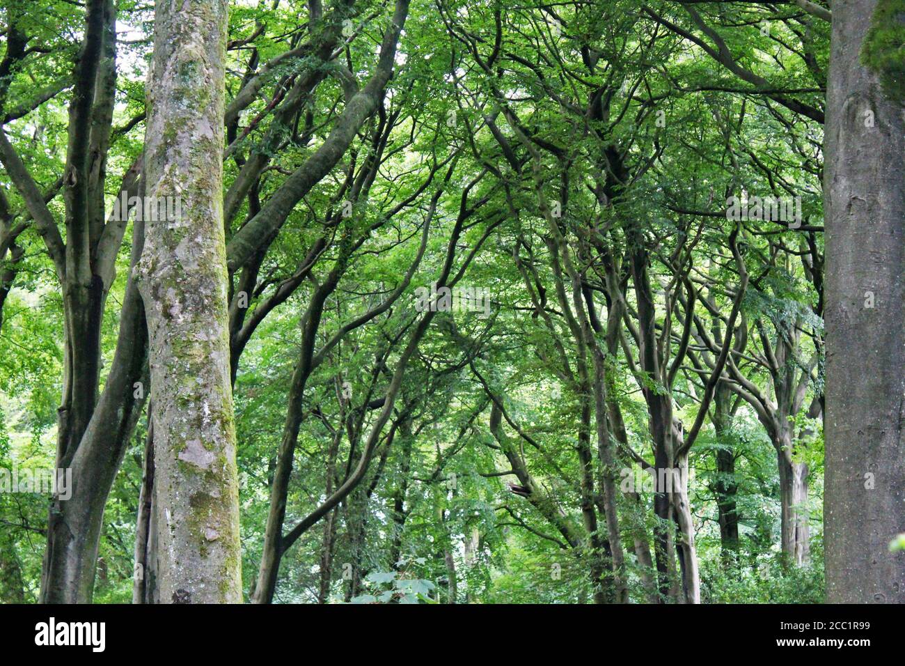 Ein Baumgürtel in einem gruseligen Wald am Tag in Smithills, England Stockfoto