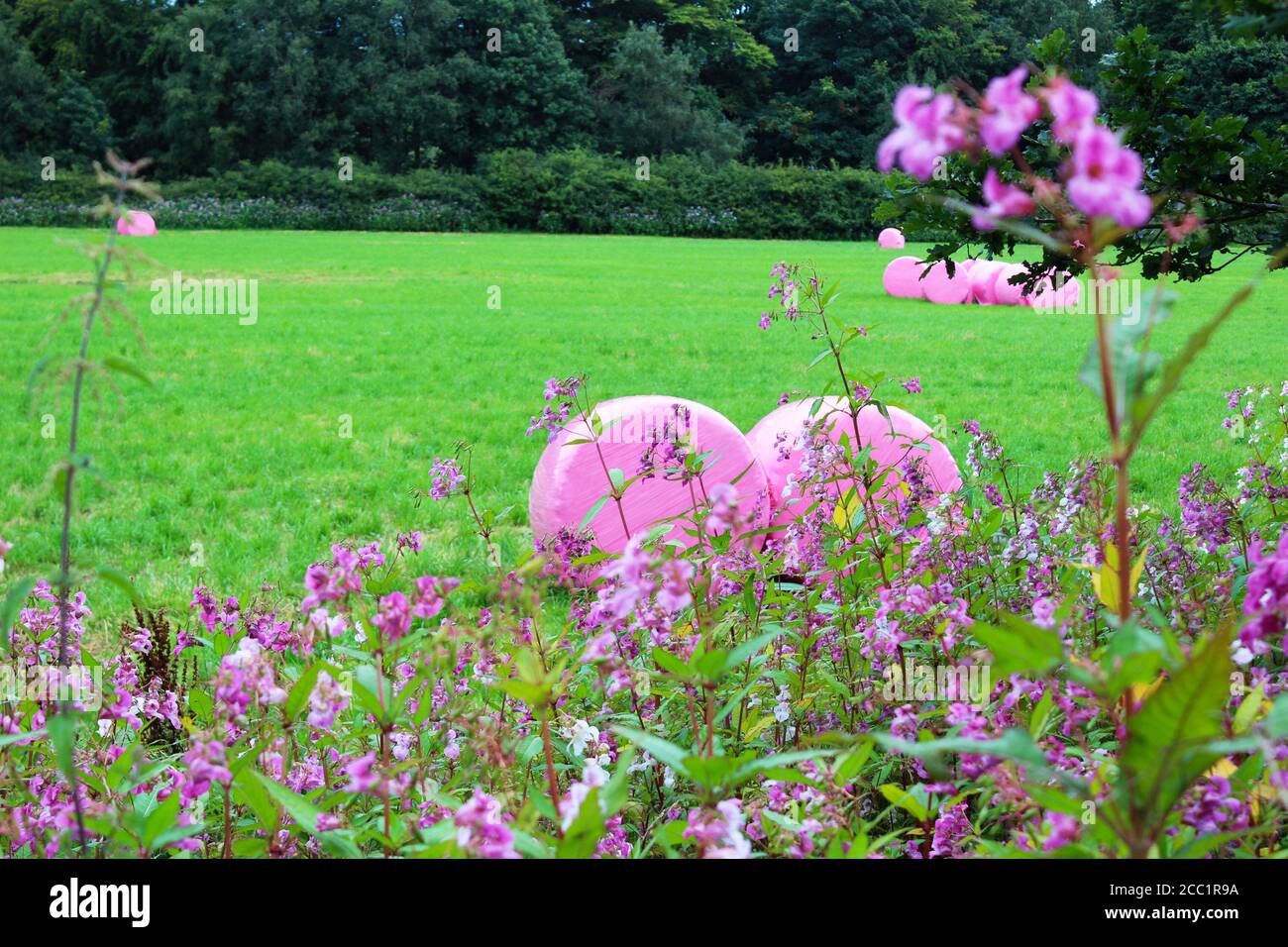 Pinkgewickelte Heuballen auf dem Feld der Dean Gate Farm hinter rosafarbenen Wildblumen auf Winter Hill, England Stockfoto