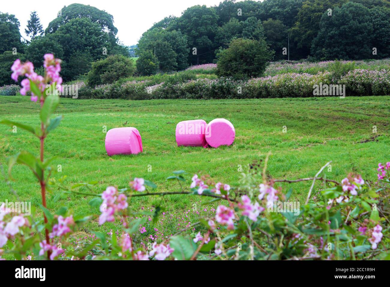 Pinkgewickelte Heuballen auf dem Feld der Dean Gate Farm hinter rosafarbenen Wildblumen auf Winter Hill, England Stockfoto