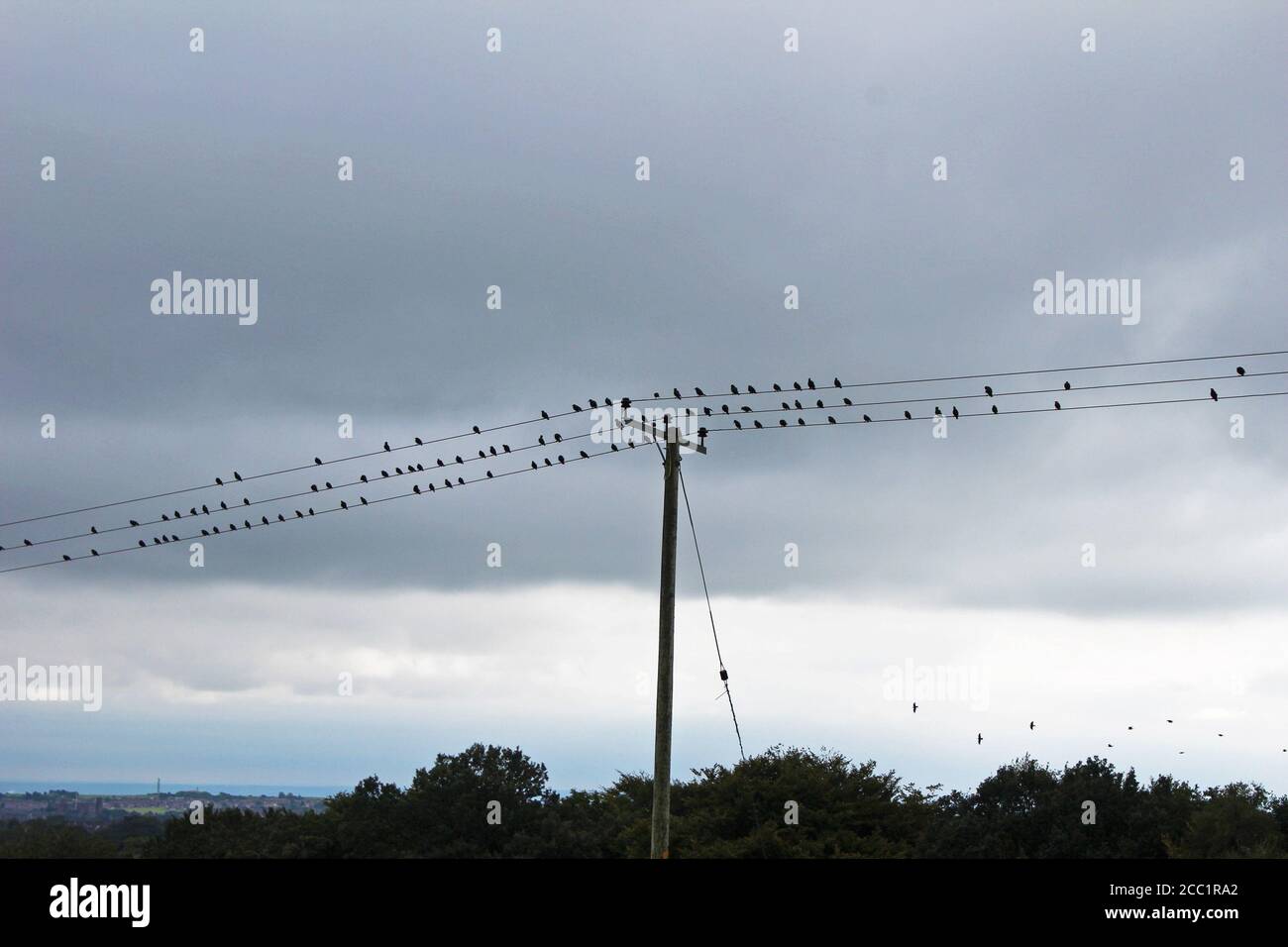 Vögel Reihen sich auf Telefonleitungen vor dunklen Wolken auf Winter Hill, England Stockfoto