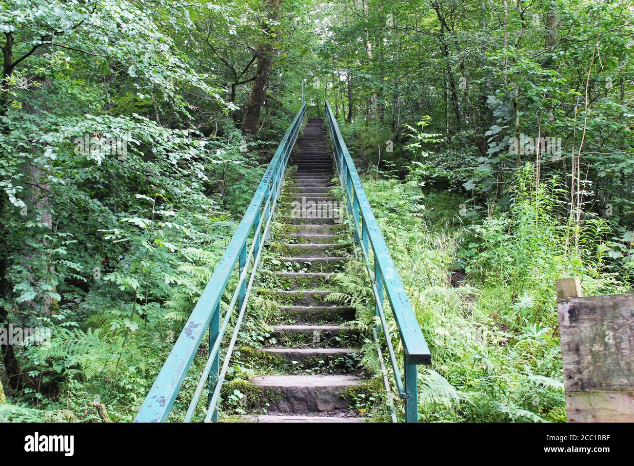 63 bewachsene Stufen durch den Wald bei Barrow Bridge, England Stockfoto