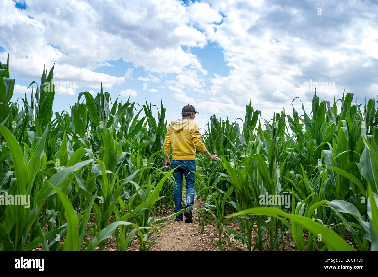 Landwirt kontrolliert seine Ernte in einem Maisfeld. Stockfoto