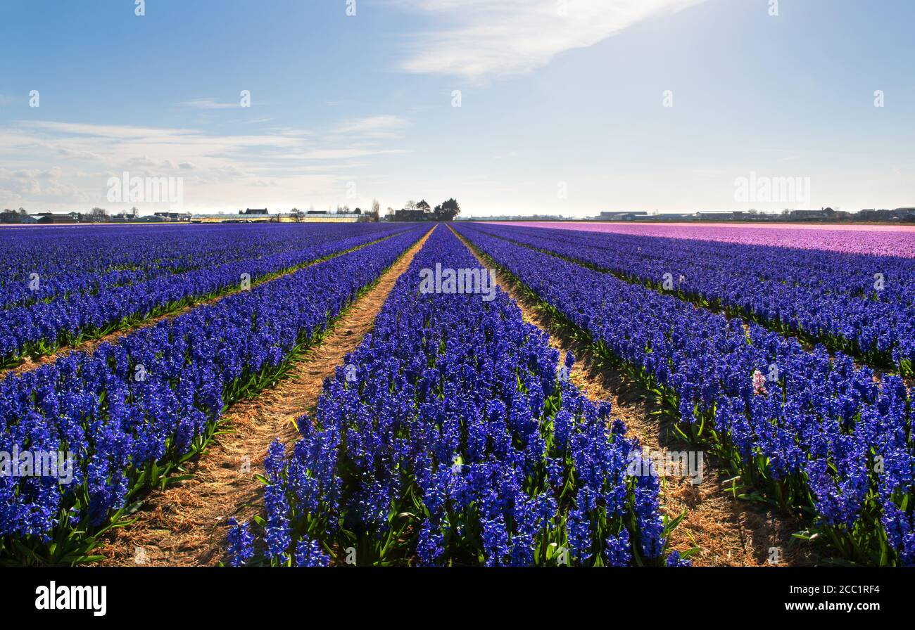 Ein Feld von Hyazinthen in der Nähe der Stadt Lisse, in den Niederlanden Stockfoto
