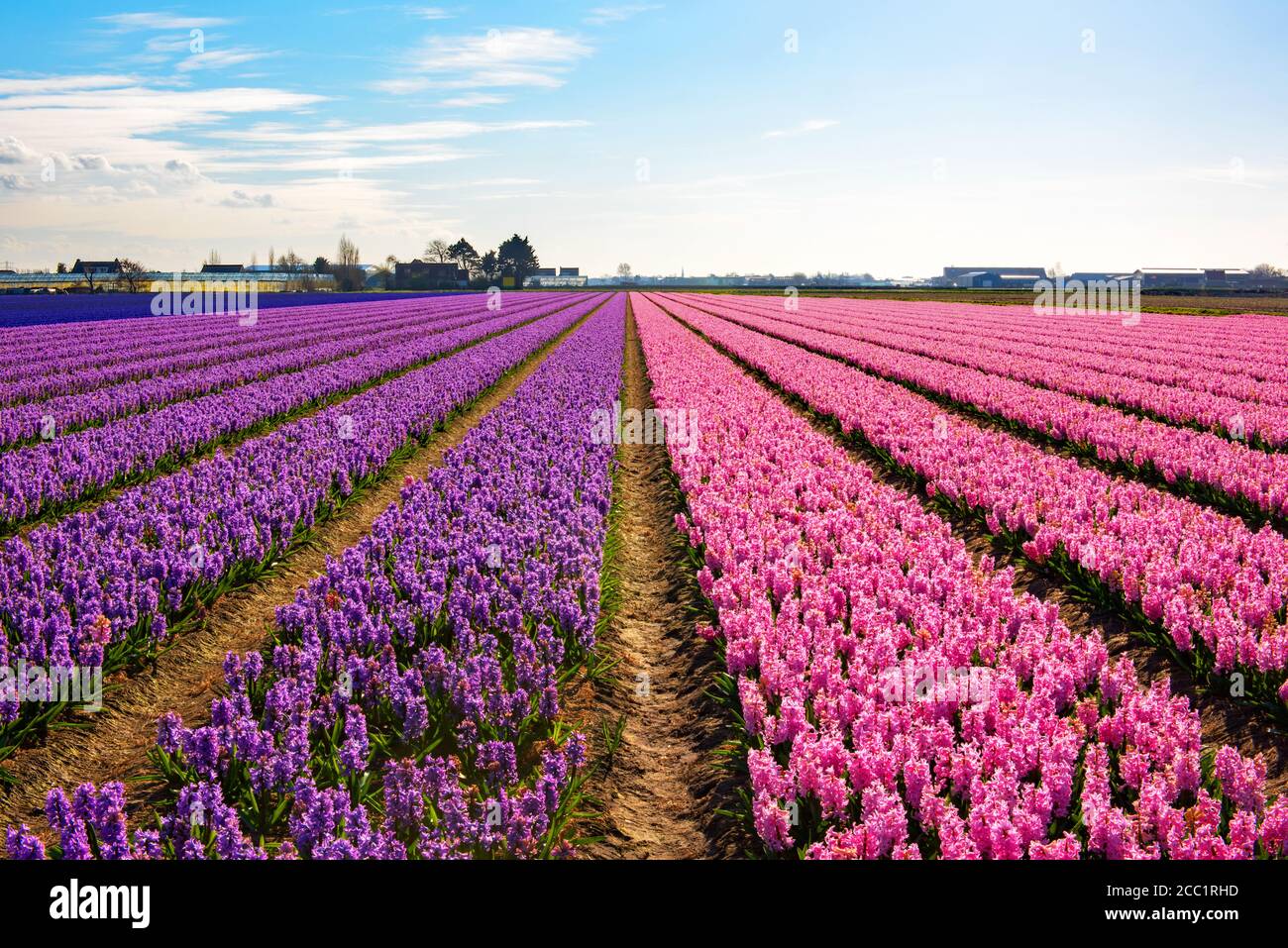 Ein Feld von Hyazinthen in der Nähe der Stadt Lisse, in den Niederlanden Stockfoto