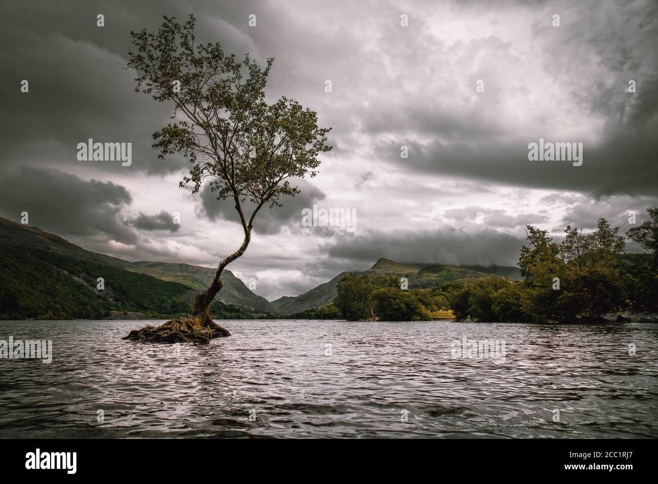 Lone Tree in Llyn Padarn in Nordwales, berühmtes Touristengebiet Stockfoto