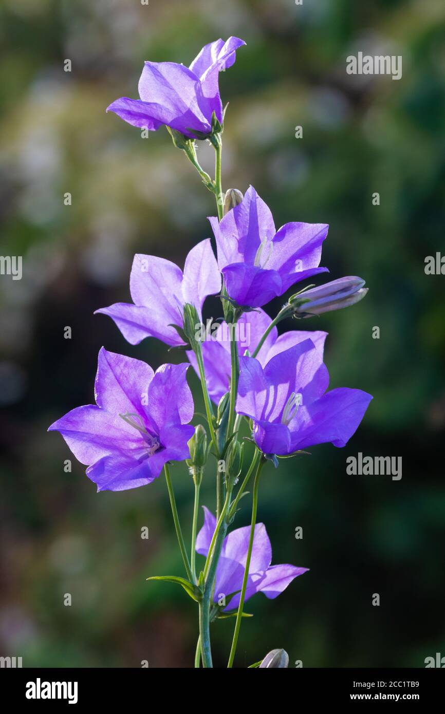 Eine blau/lila Campanula oder Glockenblume in Blüte in Schottland Stockfoto