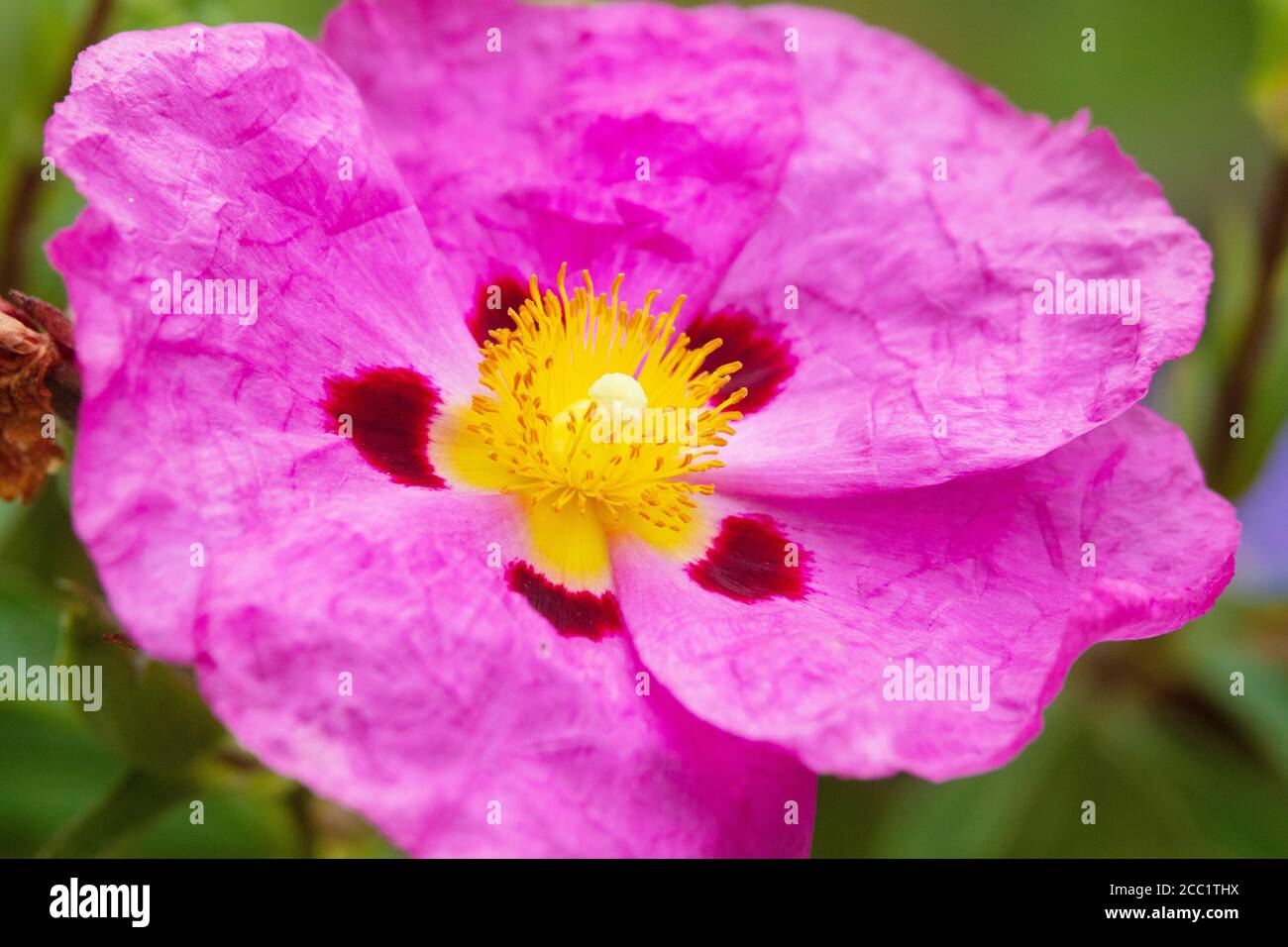 Cistus purpureus allgemein bekannt als Orchidee Rockrose Stockfoto