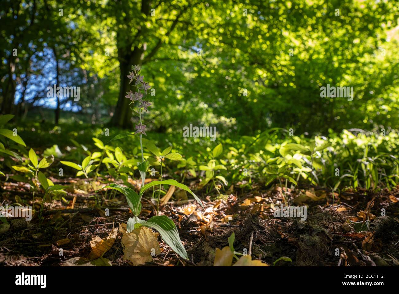 Breitblättrige Helleborine, Epipactis Helleborine, Spätsommer in einem Oxfordshire-Wald Stockfoto