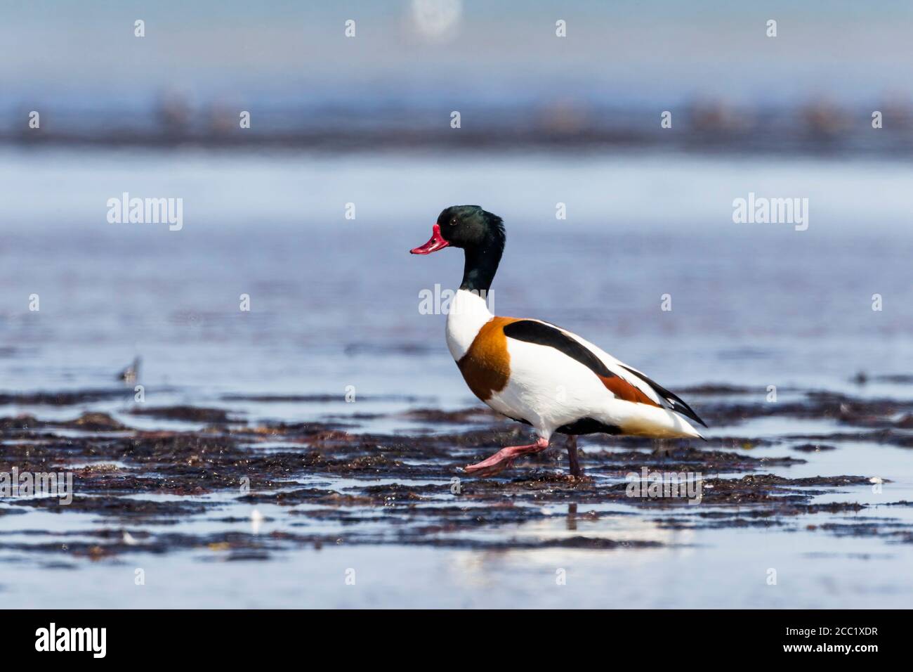 Deutschland, Schleswig Holstein,Stelzvogel im Wasser Stockfoto