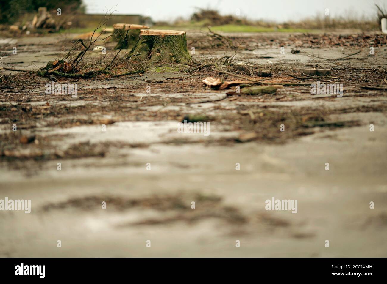 Gefällte Bäume und Pfützen Stockfoto