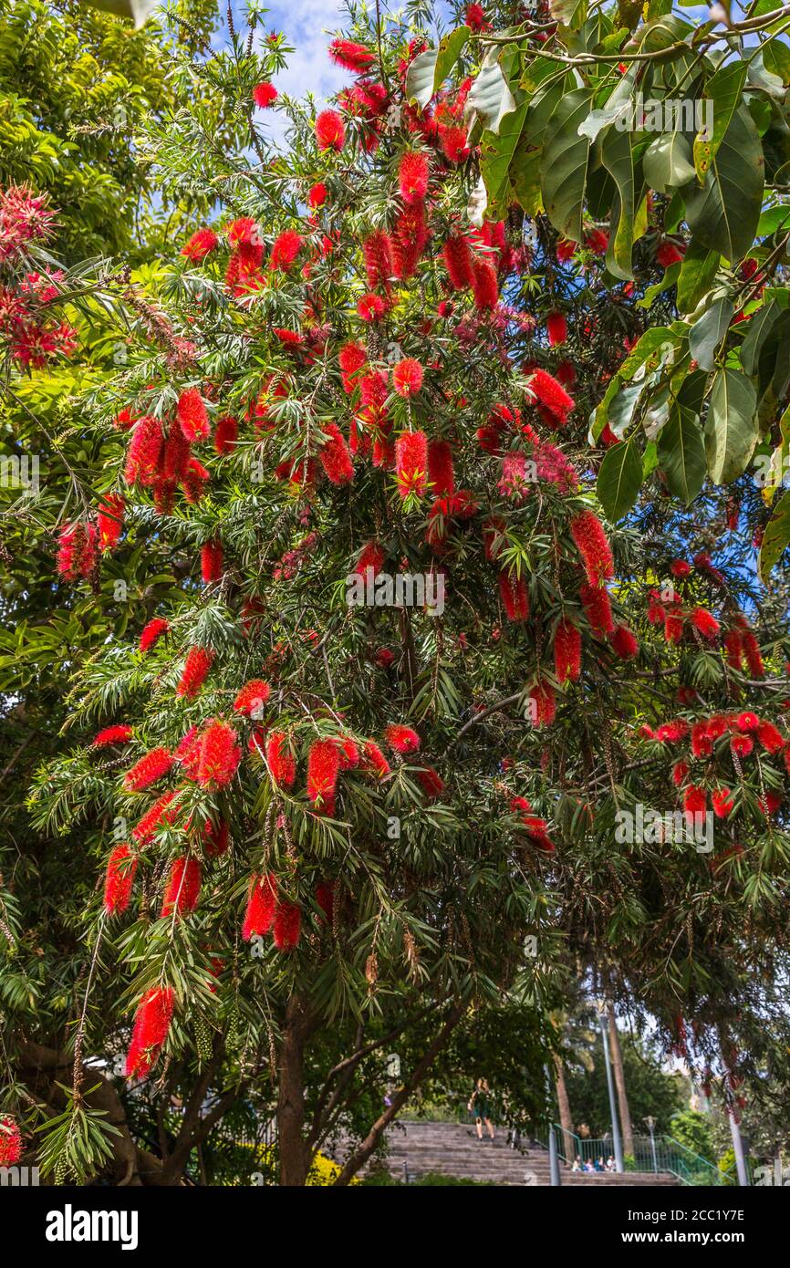 Spanien, Blick auf Bottlebrush Stockfoto