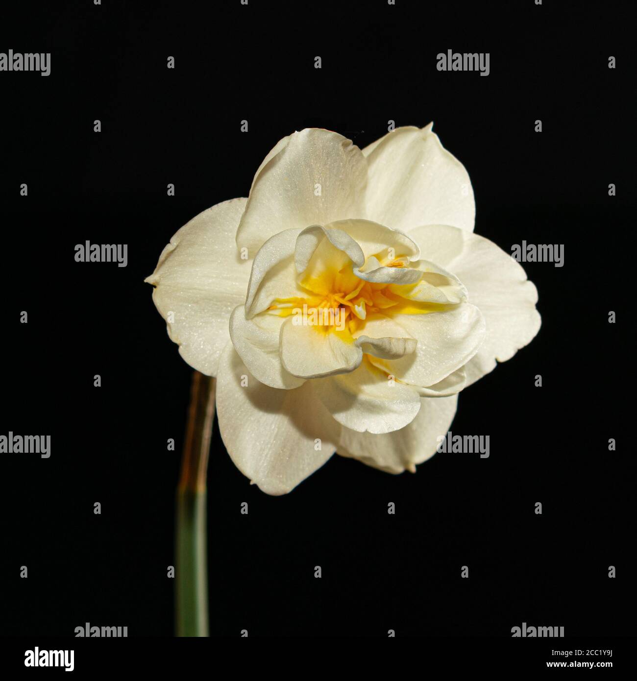 Narcissus 'Heiterkeit' Blumenkopf Stockfoto