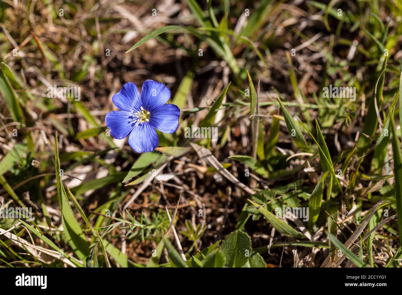 Deutschland, Hessen, Linum Leonii auf alpiner Steig, Nahaufnahme Stockfoto