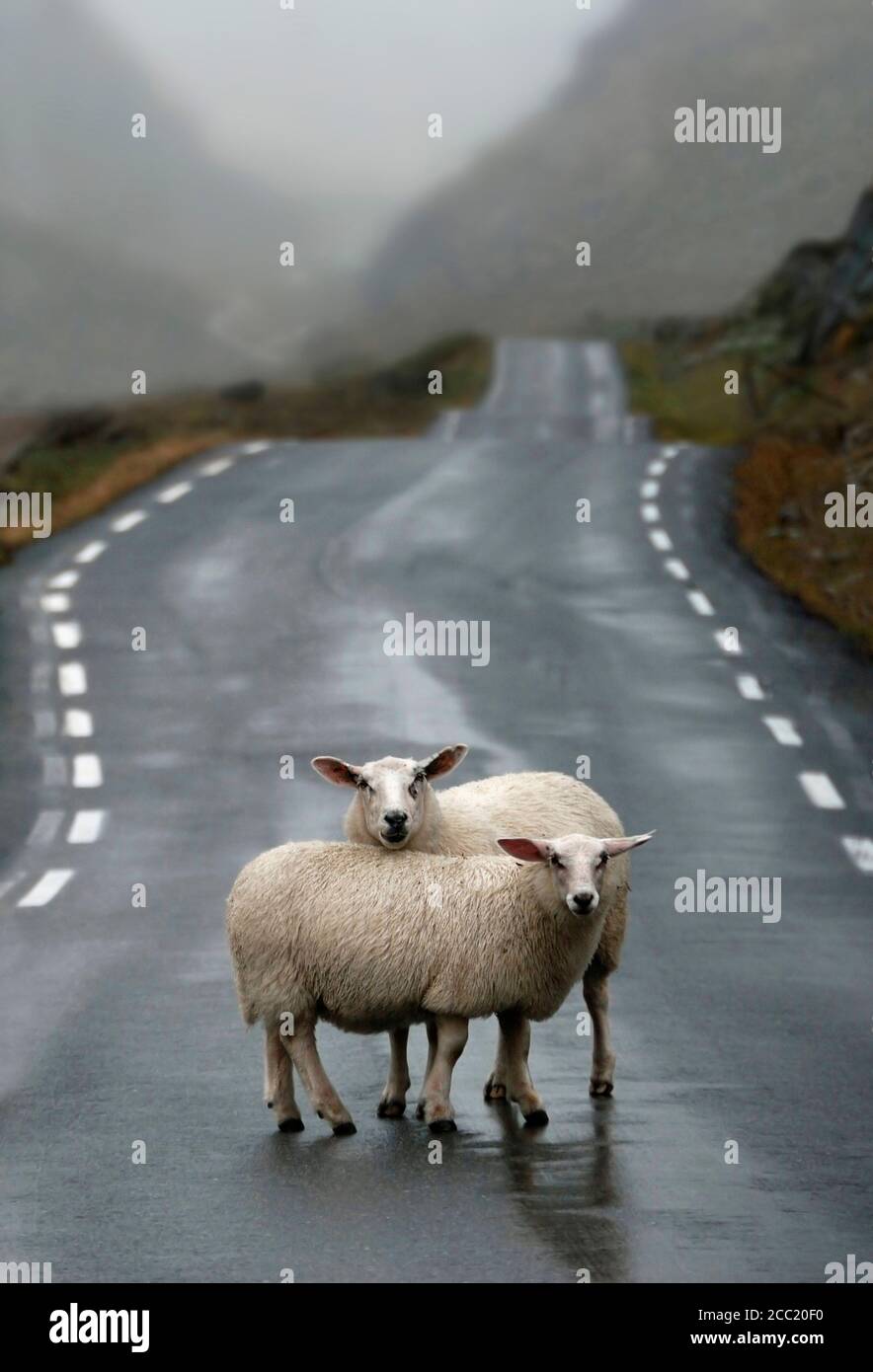 Norwegen, Schaf stehend auf Straße Stockfoto