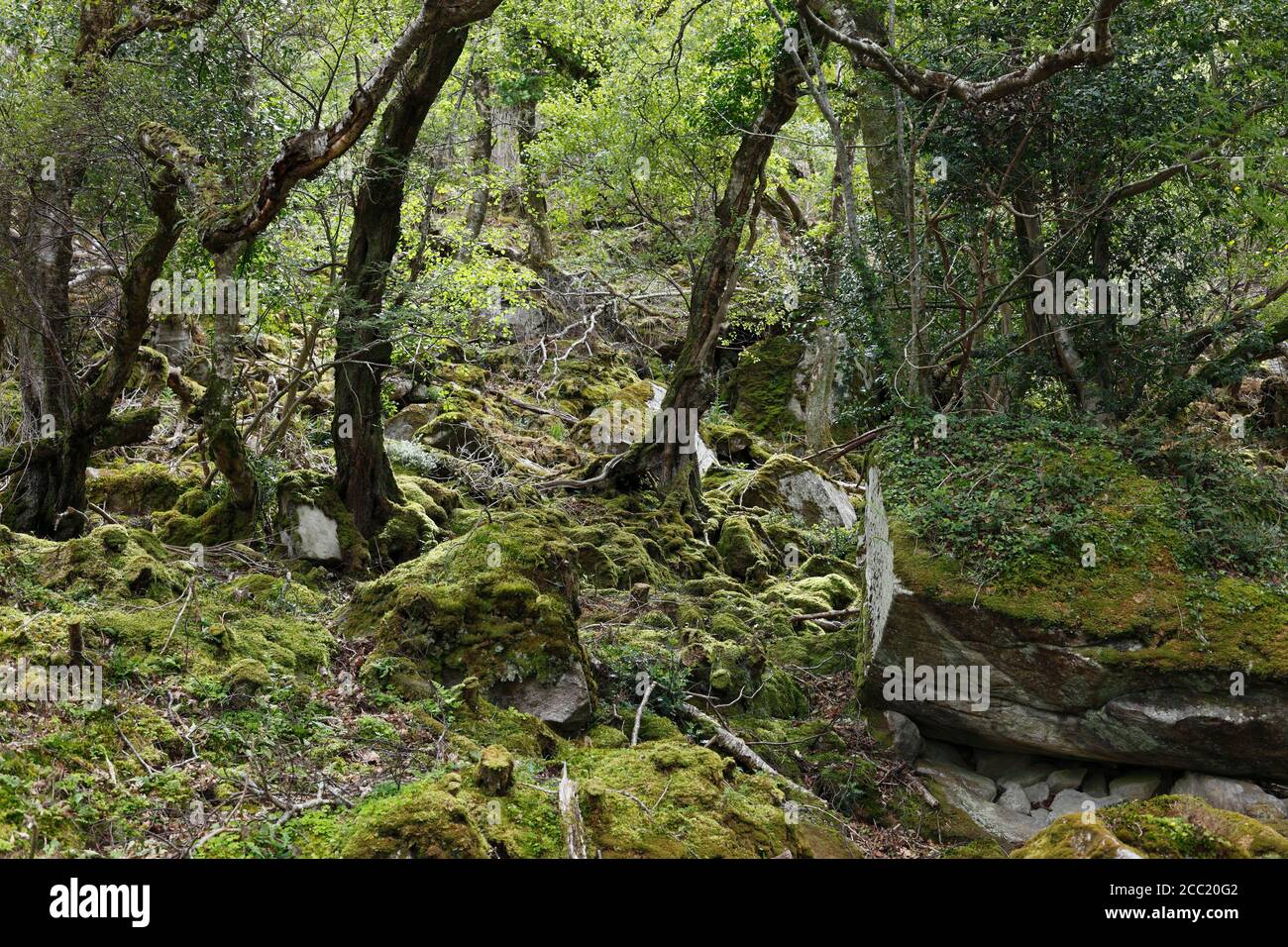 Irland, County Donegal, Ansicht von Eichenwald im Glenveagh National Park Stockfoto