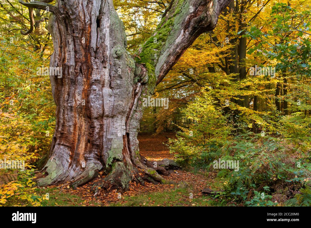 Deutschland, Hessen, Eiche im Herbst im Urwald Sababurg Stockfoto