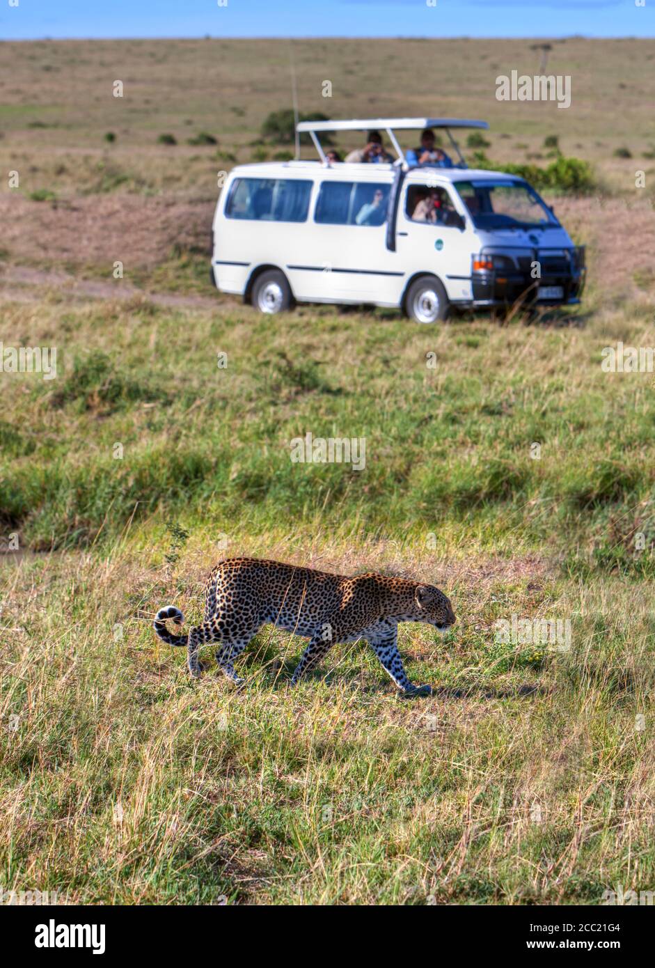 Afrika, Kenia, Ansicht von Leopard zieht Safari in Masai Mara Nationalpark Stockfoto