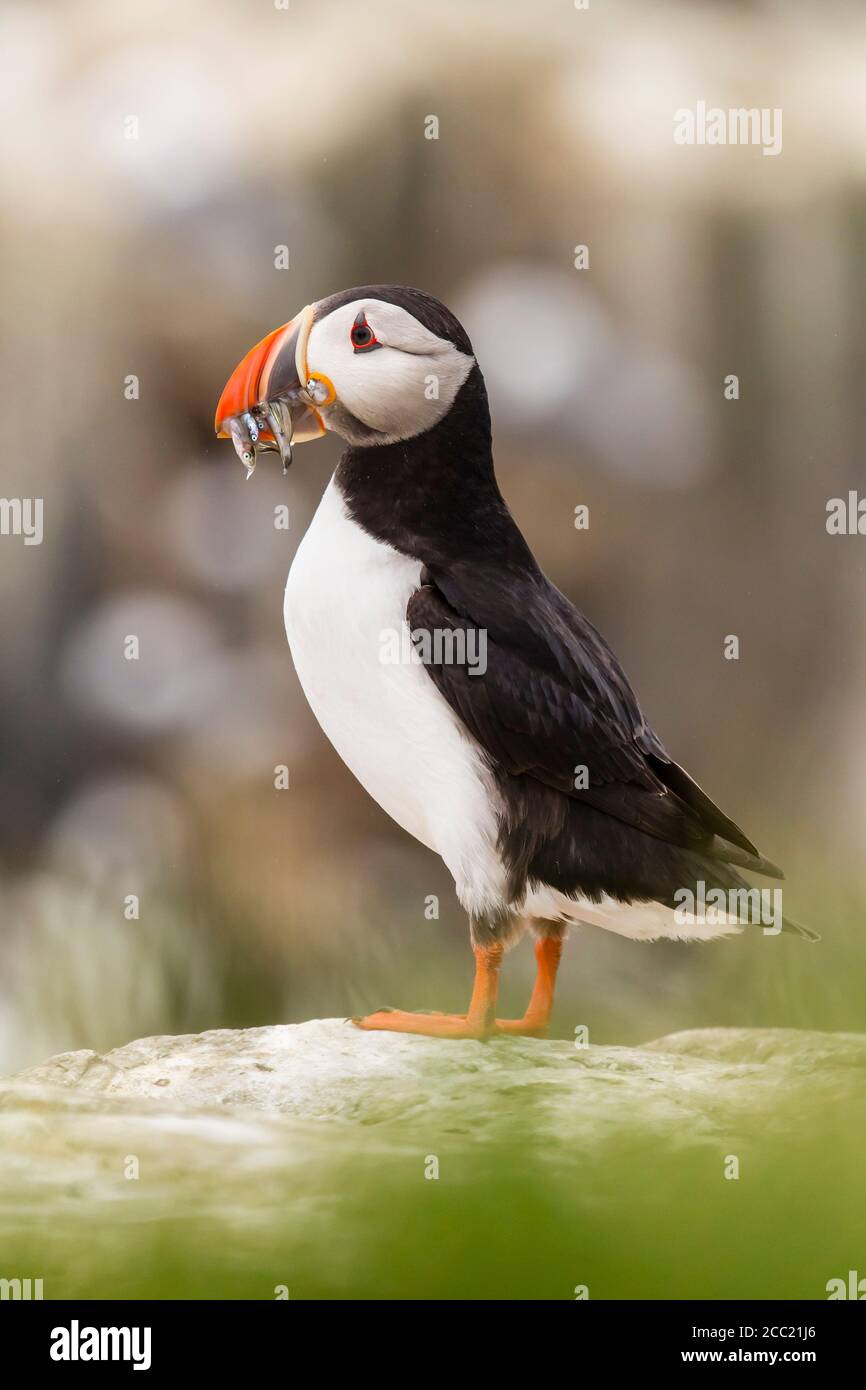 England, Northumberland, Papageientaucher mit Fisch im Mund bei Farne Islands Stockfoto