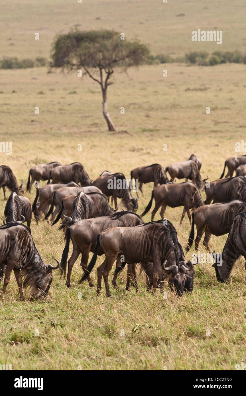Afrika, Kenia, Gruppe von Gnus in der Masai Mara Nationalpark Stockfoto