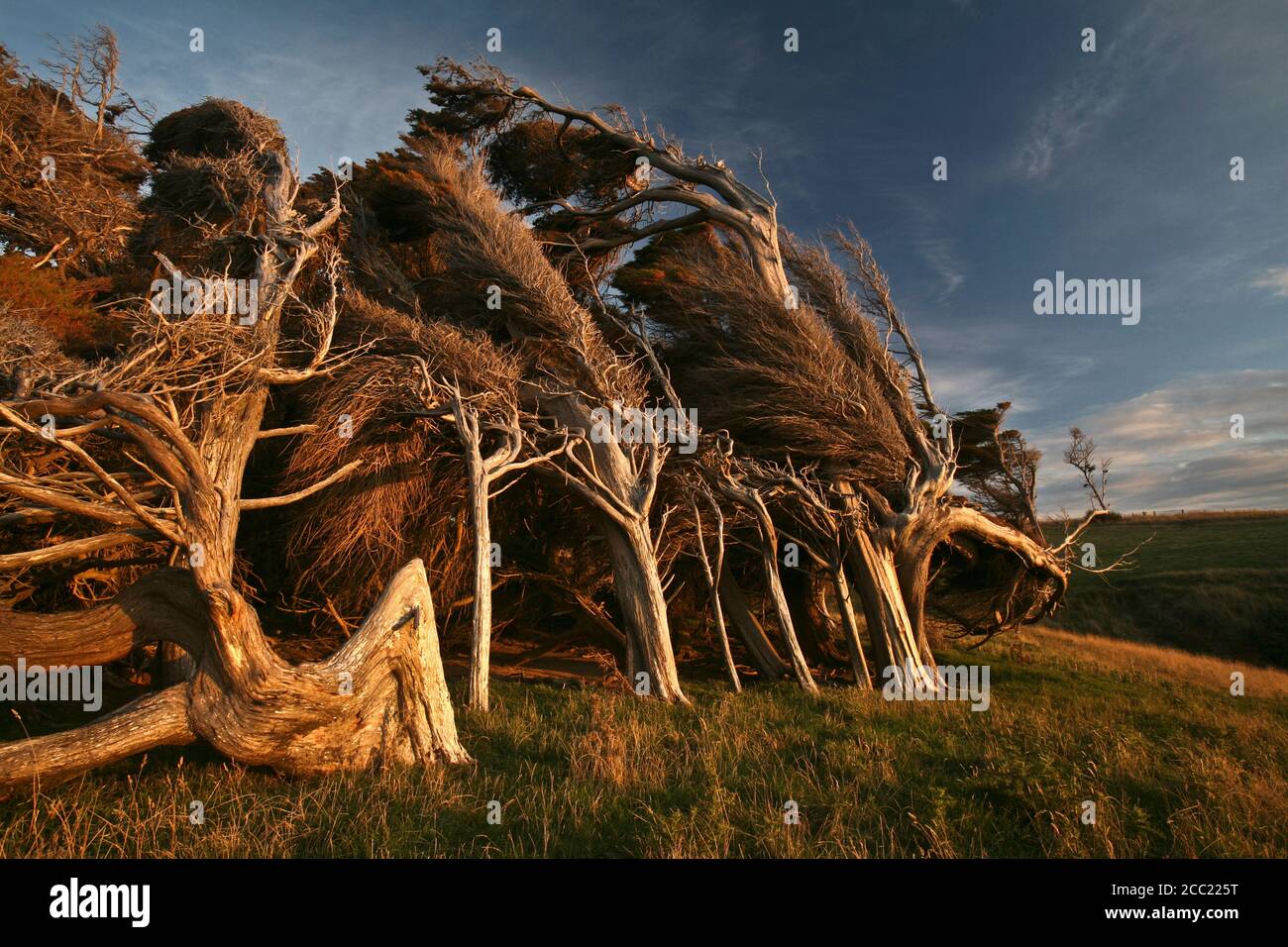 Neuseeland, Bizarre Bäume in der Dämmerung Stockfoto