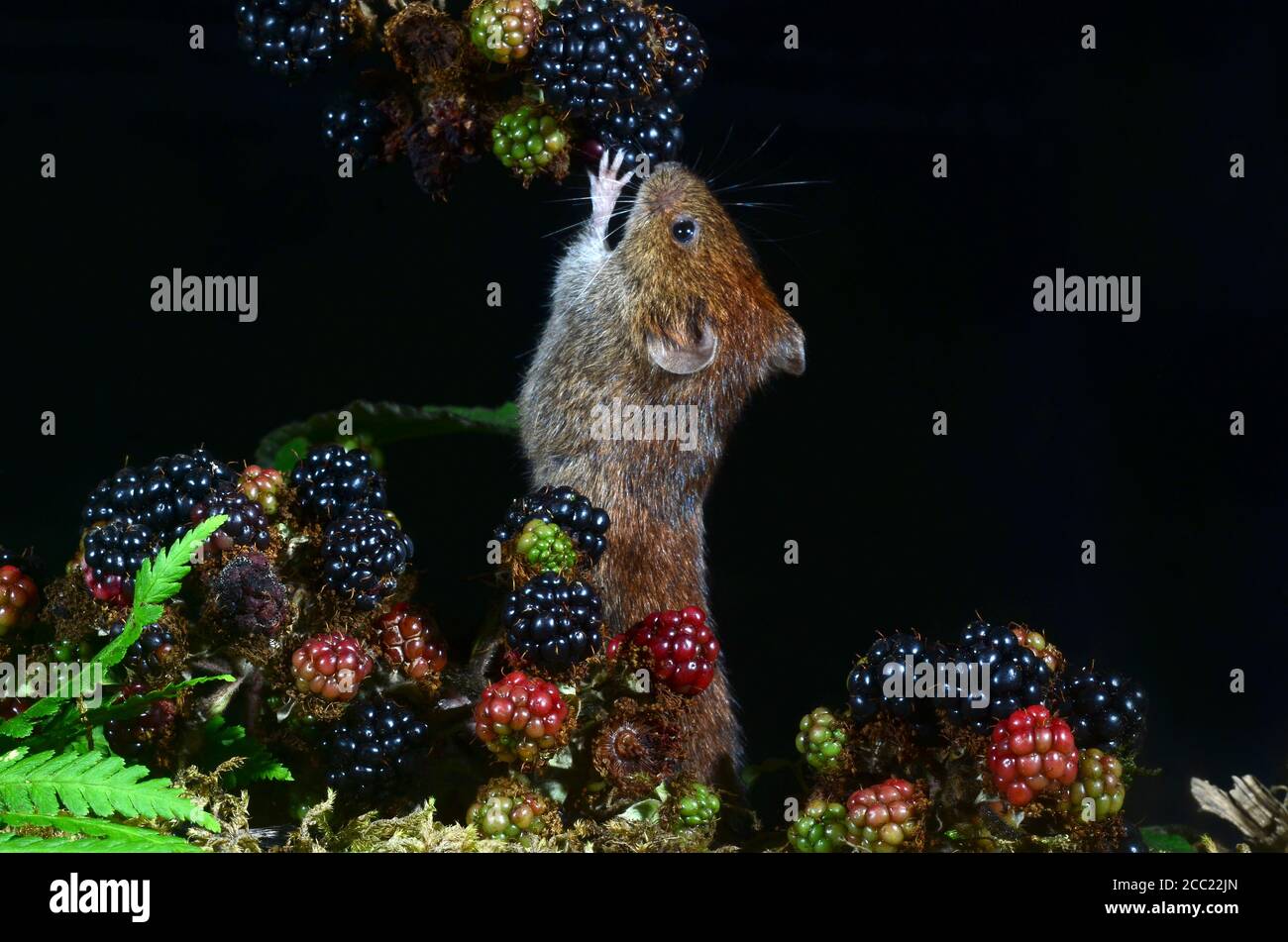 Rötelmaus Stockfoto