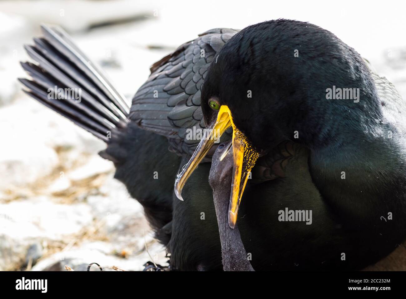 England, Northumberland, Shag Fütterung junger Stockfoto