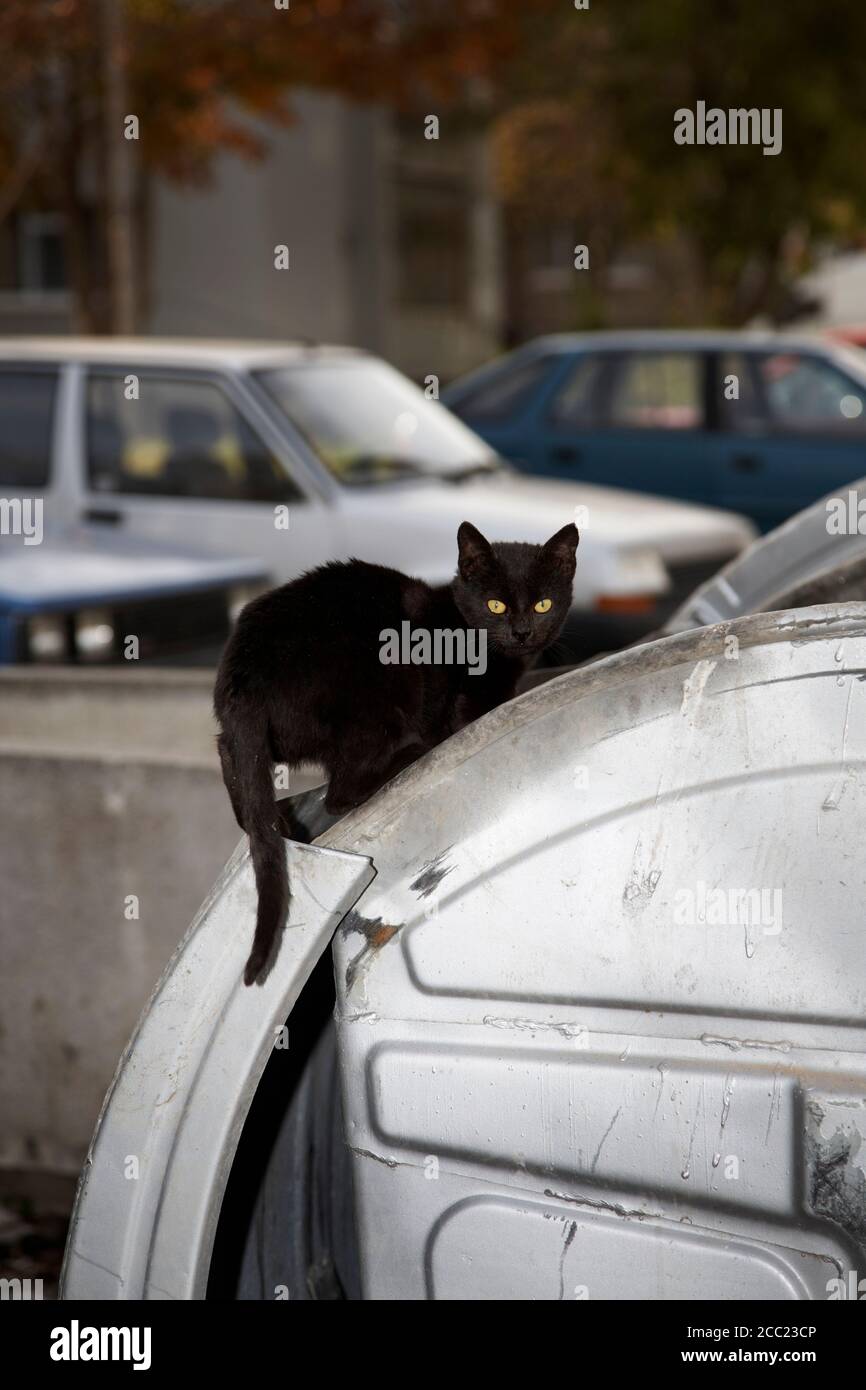 Bulgarien, Schwarze Katze im Auto Stockfoto