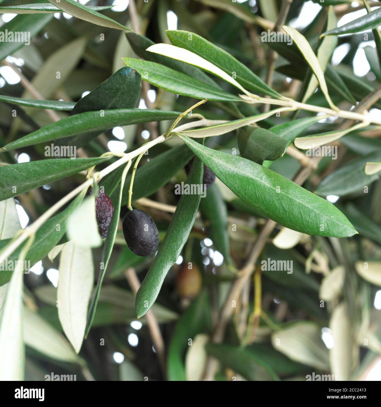 Schwarzer olivenbaum -Fotos und -Bildmaterial in hoher Auflsung  Alamy