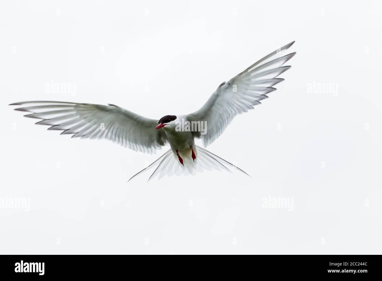 England, Northumberland, Ansicht der Küstenseeschwalbe fliegen Stockfoto