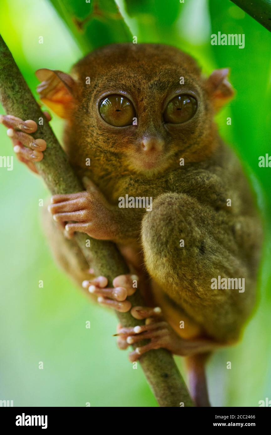 Philippinen, Visayas Inseln, Bohol Insel, Primate Tarsier im Tarsier Besucherzentrum. Stockfoto