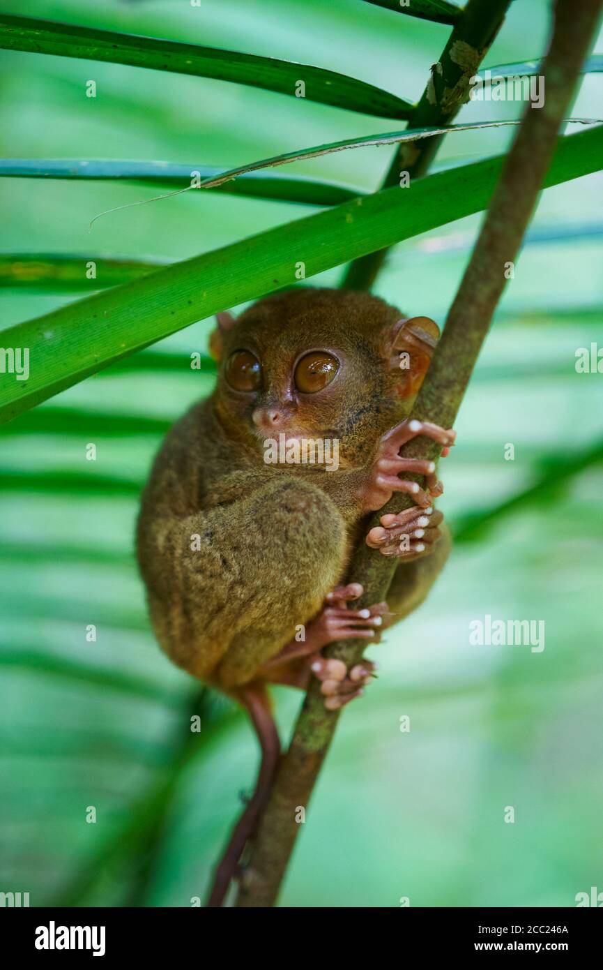 Philippinen, Visayas Inseln, Bohol Insel, Primate Tarsier im Tarsier Besucherzentrum. Stockfoto
