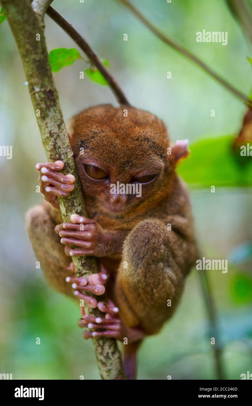 Philippinen, Visayas Inseln, Bohol Insel, Primate Tarsier im Tarsier Besucherzentrum. Stockfoto