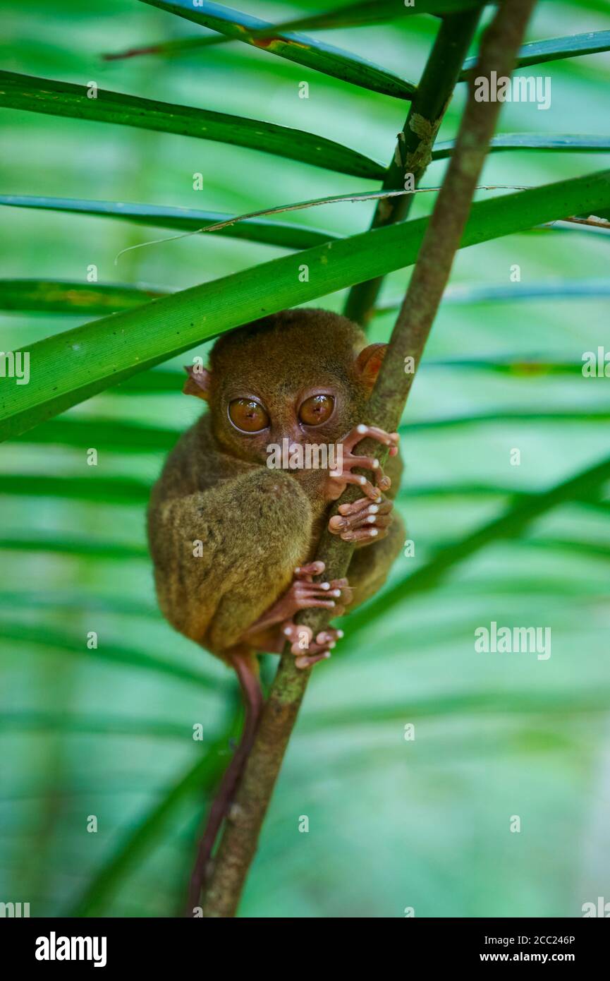 Philippinen, Visayas Inseln, Bohol Insel, Primate Tarsier im Tarsier Besucherzentrum. Stockfoto