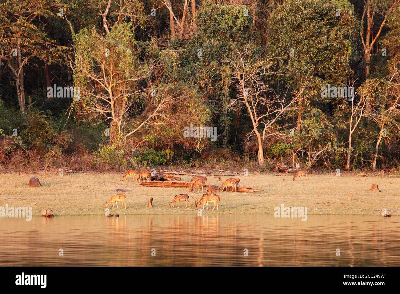 Indien, Süd-Indien, Karnataka, Gruppe der gefleckte Rehe im Nationalpark Stockfoto