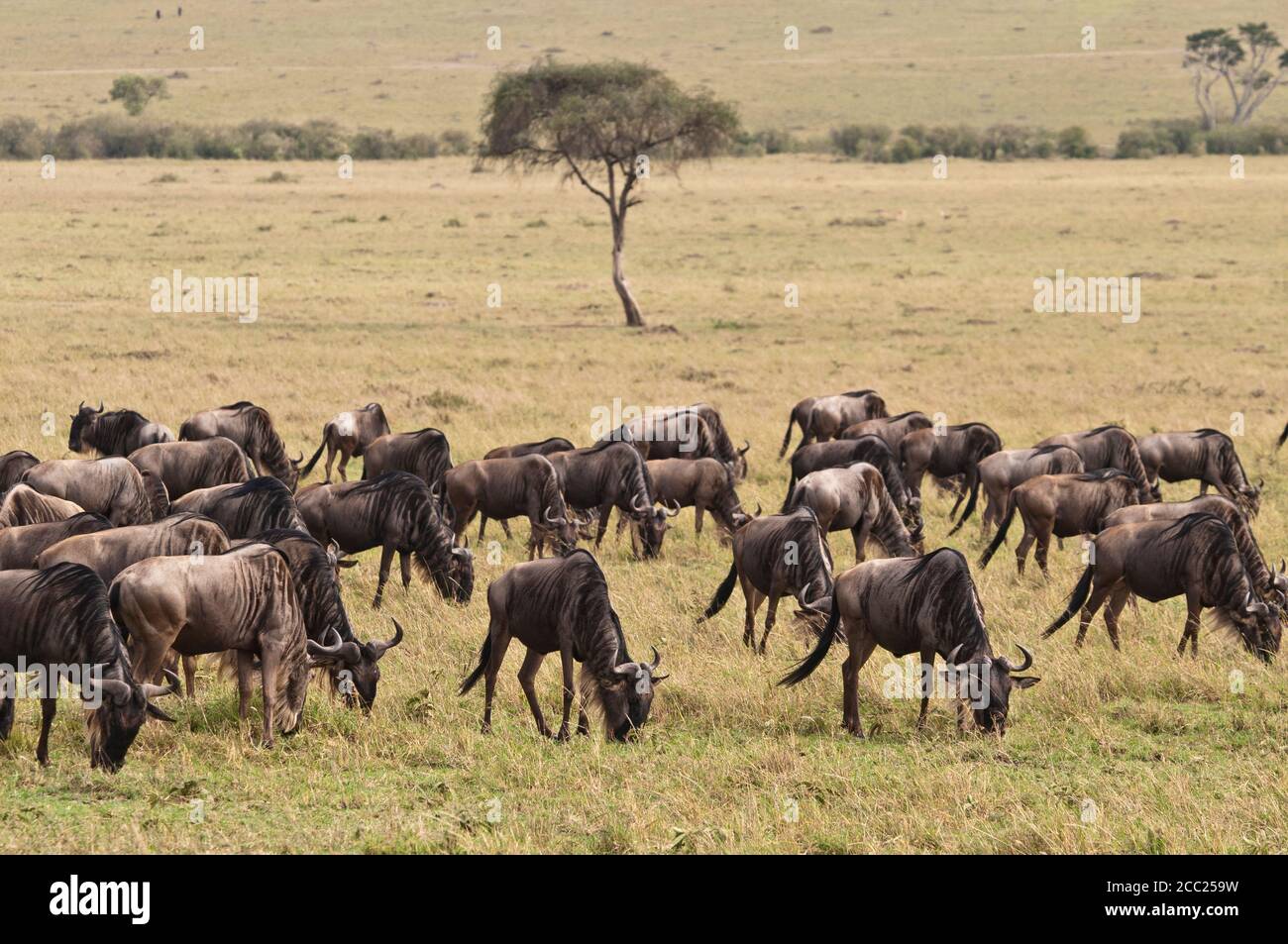 Afrika, Kenia, Gruppe von Gnus in der Masai Mara Nationalpark Stockfoto
