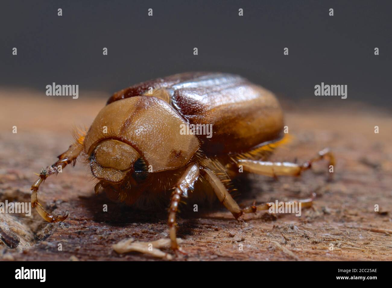 Juni Käfer, Nahaufnahme Stockfoto