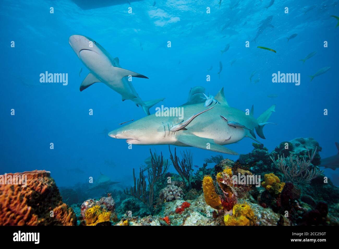 Bahamas, Zitronen und karibische Riffhaie am Bahamas-Ufer Stockfoto