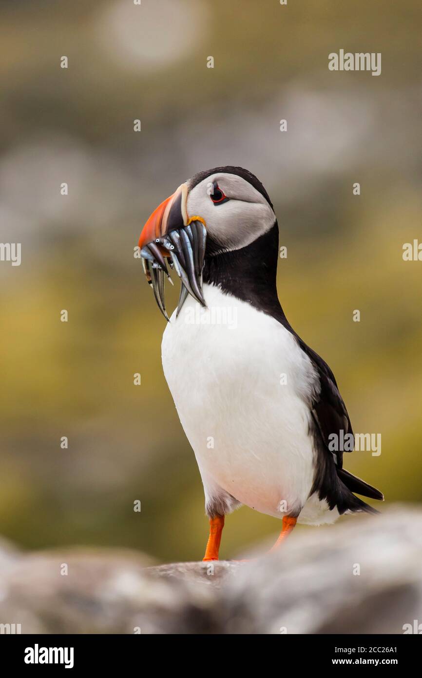 England, Northumberland, Papageientaucher mit Fisch im Mund bei Farne Islands Stockfoto