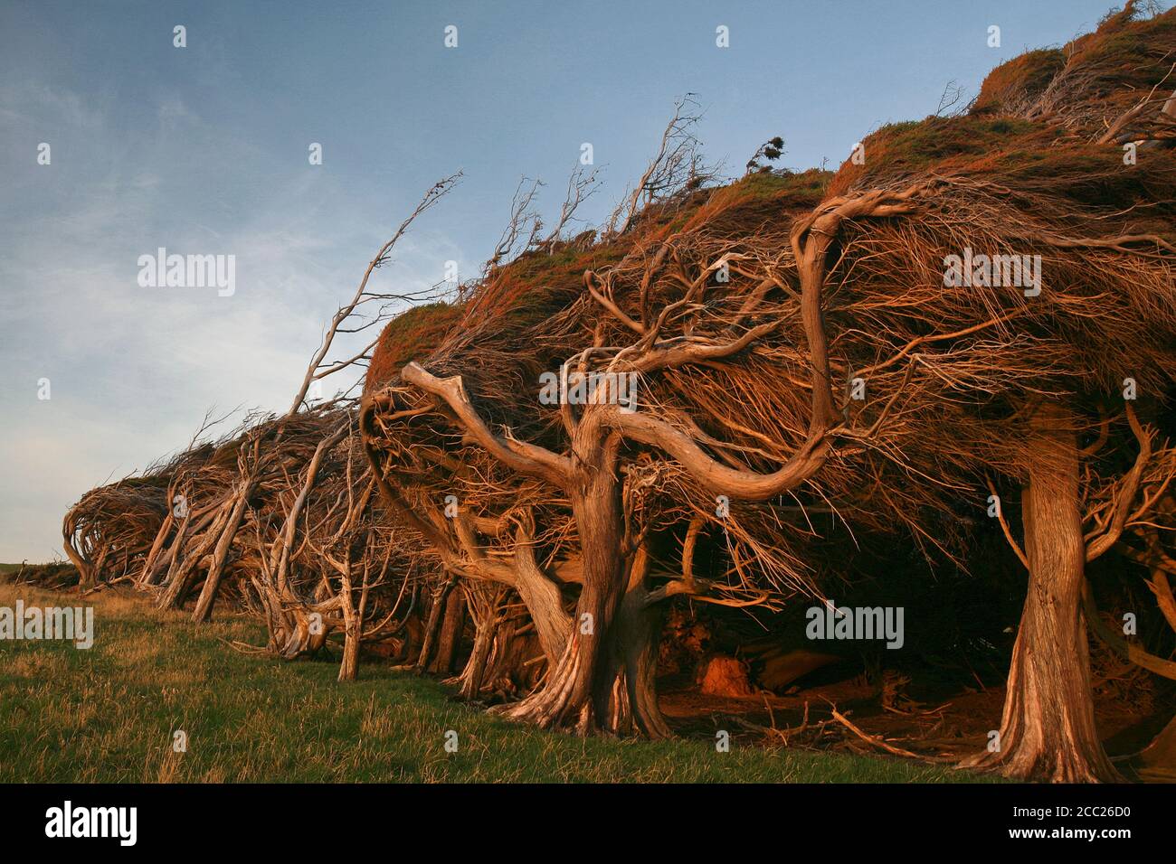 Neuseeland, Grove, Bizarre Bäume Stockfoto